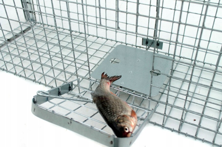 ZYWOŁAPKA PUŁAPKA NA KUNY LISY KOTY BOBRY WYDRY