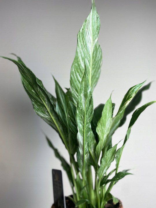 Spathiphyllum Diamond variegated Skrzydłokwiat z biało zielony liśćmi