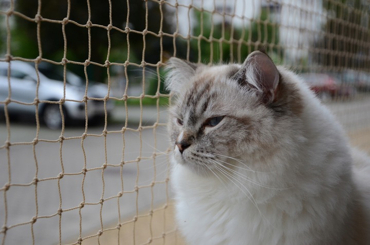 ZESTAW SIATKA NA BALKON 6x3m Z DRUCIKIEM PREMIUM DLA KOTA BEZ WIERCENIA