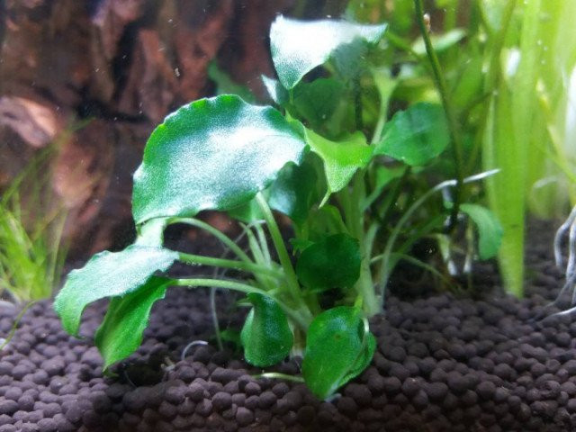 Schismatoglottis prietoi Koszyk Holandia Ø 5,5 cm