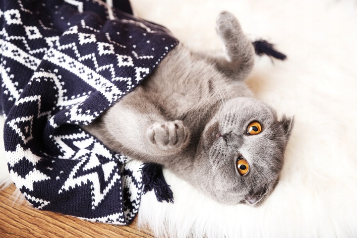 FRENDI Puszka karma mokra dla kota mix smaków 24 x 400g