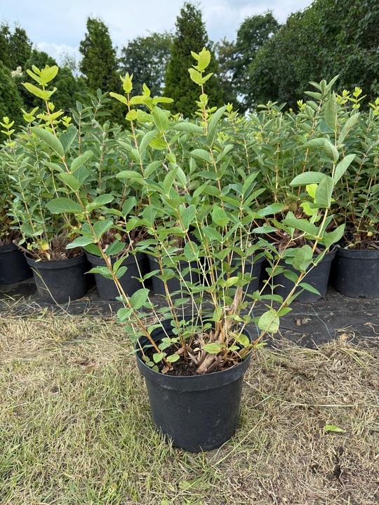 Jagoda Kamczacka Wojtek 5 letnia 7,5 litrowa