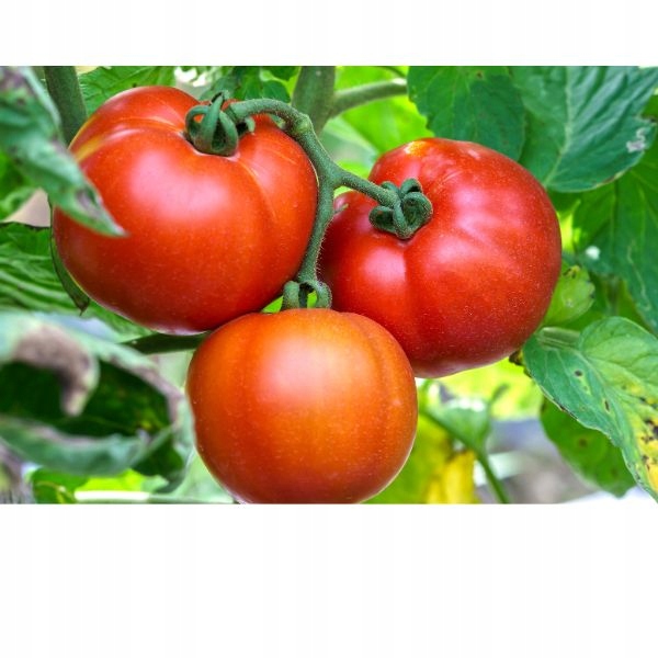 Mączka bazaltowa naturalny nawóz do roślin warzyw 19,5 kg