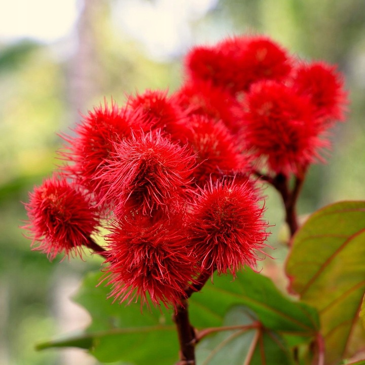 Olej rycynowy NIERAFINOWANY tłoczony na zimno 1L INDIE + POMPKA