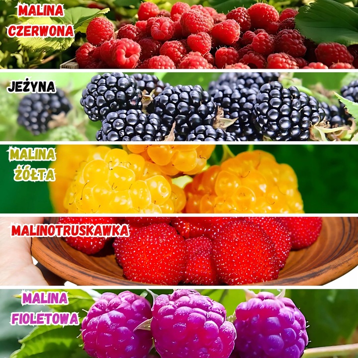 Malina FIOLETOWA , aromatyczne intensywne owocowanie, Soczyste owoce