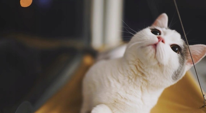 Hamak dla kota do okna – legowisko 55×35, idealne do obserwacji