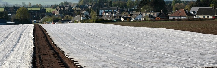 Agrowłóknina BIAŁA 1,6x50m ZIMOWA-WIOSENNA otulina 17g okryciowa