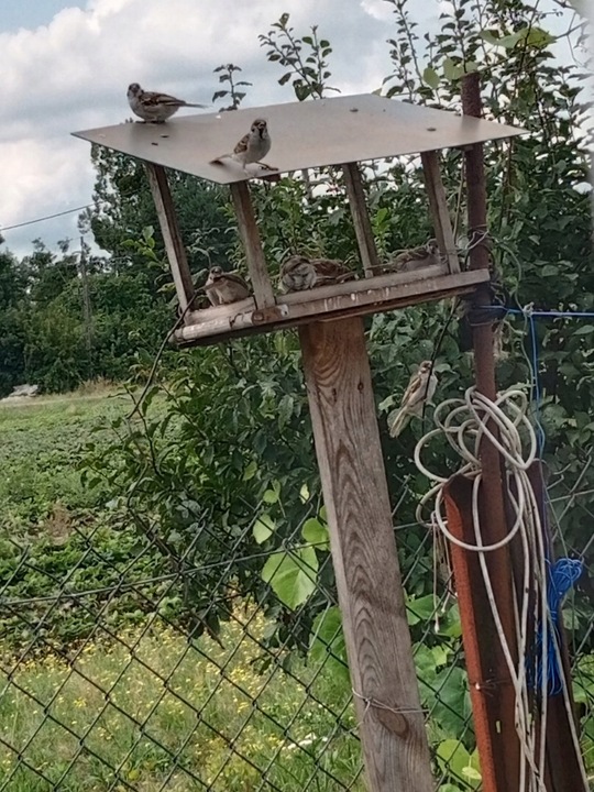 KARMA DLA PTAKÓW DZIKICH ZIMUJĄCYCH POKARM ZIARNO IDEALNY DO KARMNIKA 10KG