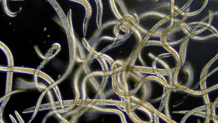 Nematodes SF 5 mln Nicienie Na Ziemiórki Wciornastki Opuchlaki na 10