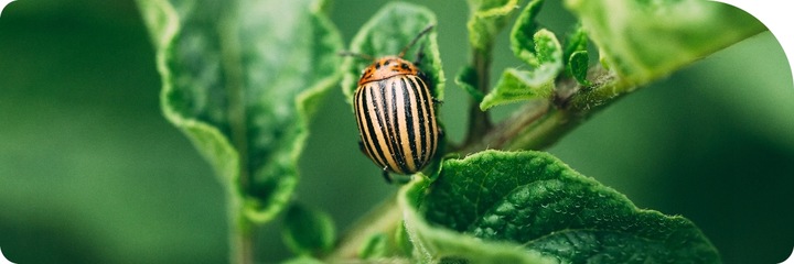 MOSPILAN 20SP 40G ŚRODEK PREPARAT OWADOBÓJCZY NA MSZYCĘ ĆMĘ SZKODNIKI