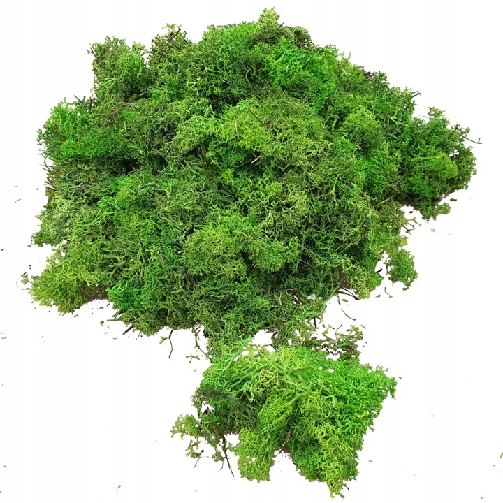 Skrawki mech chrobotek Jasnozielony Karton 1kg