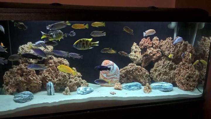 5KG WAPIEN CZERWONY ZESTAW SKAŁ DO AKWARIUM MALAWI