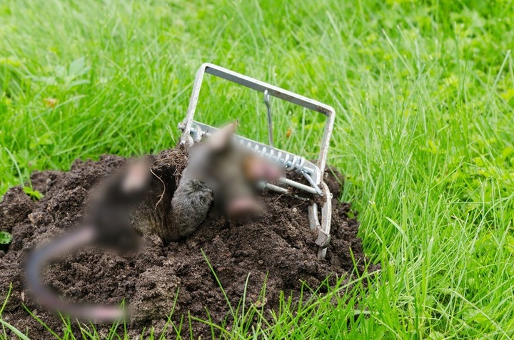 PUŁAPKA NA NORNICE I KRETY 3 SZT KRETOŁAP PROFESJONALNA SOLIDNA