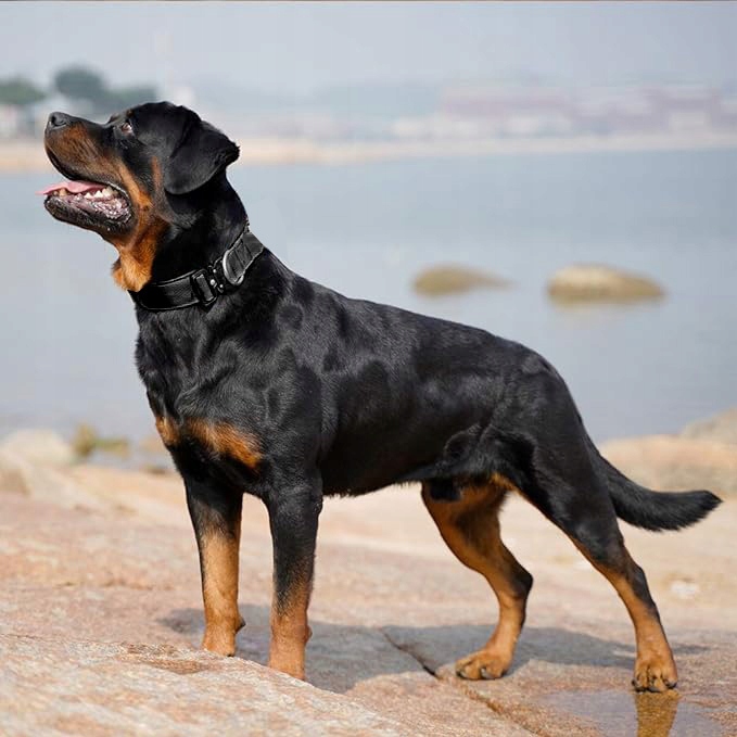 TAKTYCZNA OBROŻA QR DLA PSA MOCNA REGULOWANA POLICYJNA MOCNA 40-55cm L 4cm