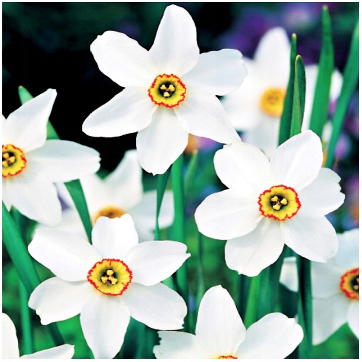 NARCYZ zestaw MIX BOTANICZNY cebulki 50 szt. + GRATIS