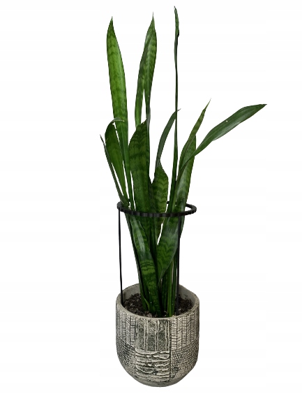 Podpora Roślin Kwiatów Obejma Pierścieniowa Obręcz Podpórka RING 2w1 M