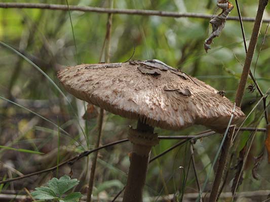 Grzybnia CZUBAJKA KANIA uprawa w ogrodzie 750 ml