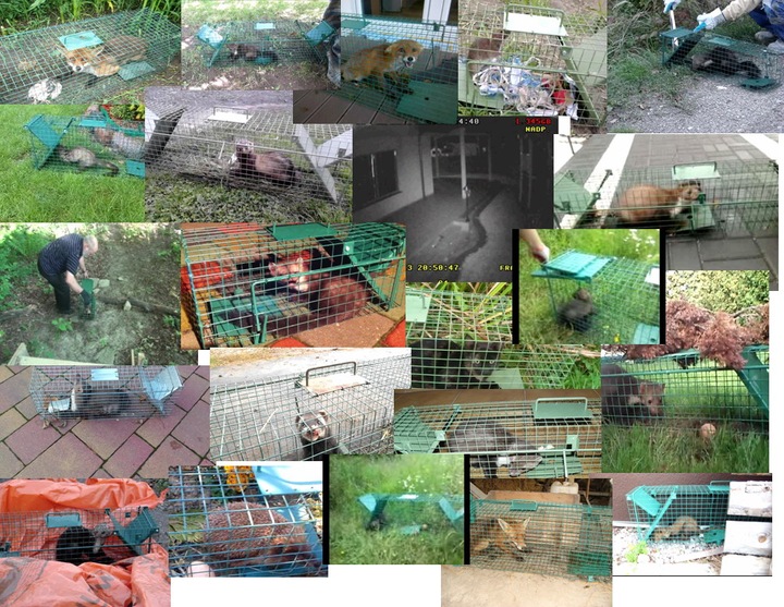 żywołapka pułapka na kuny tchórze norki szczury