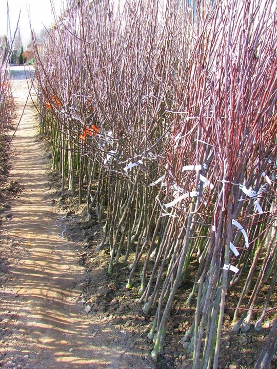 Grusza FAWORYTKA / KLAPSA słodka STARA ODMIANA klasyk sadzonka