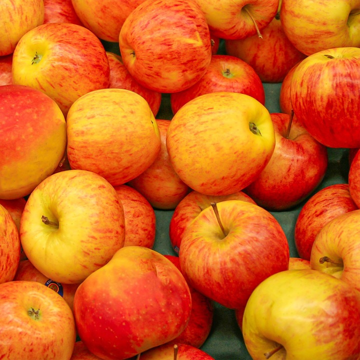 SADZONKI DRZEWKA OWOCOWE JABŁOŃ KOKSA POMARAŃCZOWA O SMAKU GRUSZKI