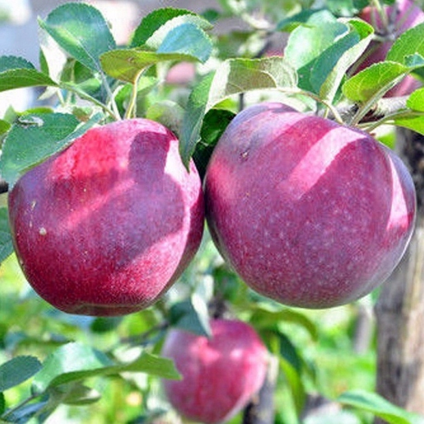 Jabłoń MALINÓWKA OBERLANDZKA smak malin PYSZNA