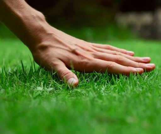 Trawa mieszanka traw renowacyjna dosiewka do naprawy trawników ROENS