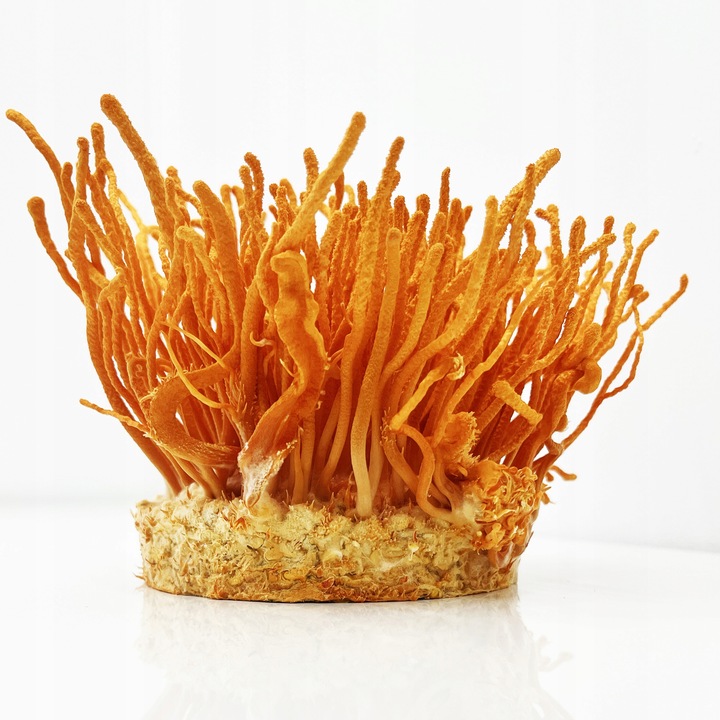 Maczużnik bojowy Cordyceps militaris substrat do uprawy grzybów