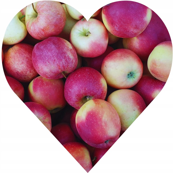 JABŁOŃ LOBO Jabłoń jak legenda – każdy o niej słyszał, ale nieliczni