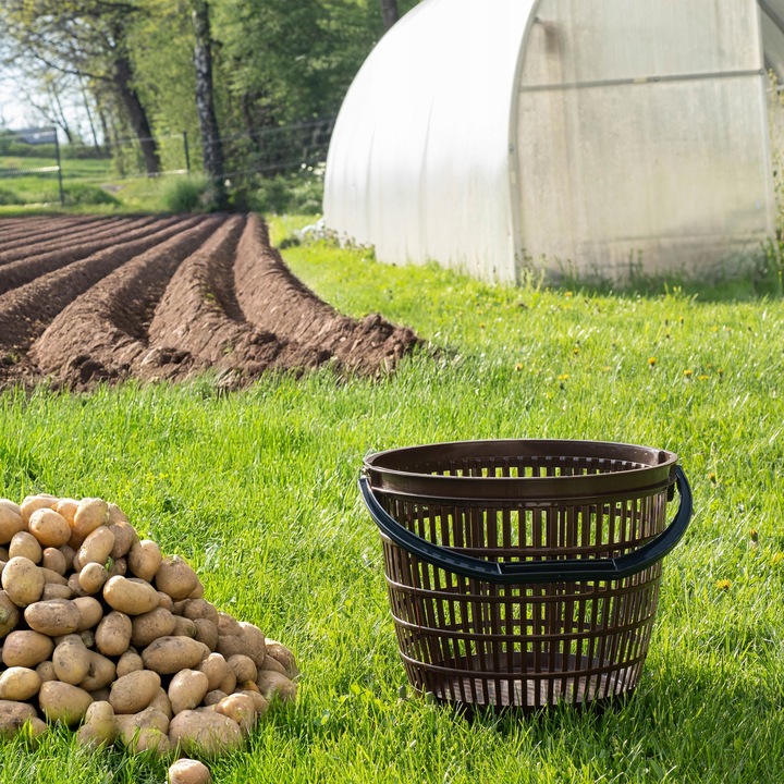 KOSZ KOSZYK NA GRZYBY ZIEMNIAKI WARZYWA OWOCE 12L DUŻY POJEMNIK UNIWERSALNY
