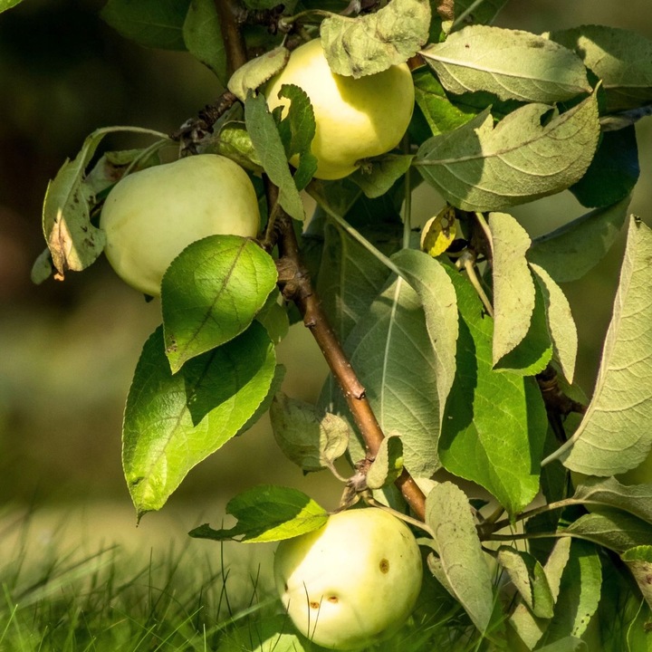 Jabłoń papierówka OLIWKA ŻÓŁTA bardzo wczesna PAPIERÓWKA Z DZIECIŃSTWA