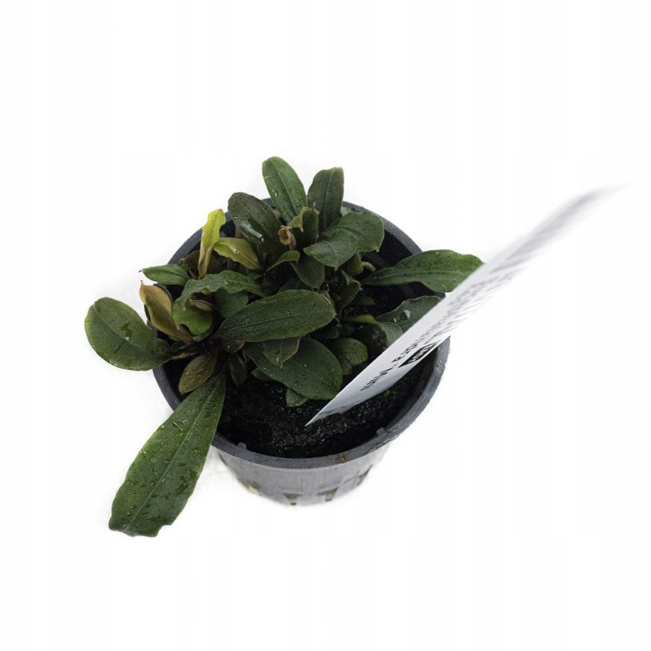 Bucephalandra "Mini Red"