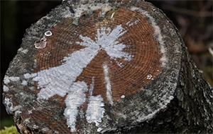 Grzybnia do rozkładu pni i korzeni 750ML NATURALNA