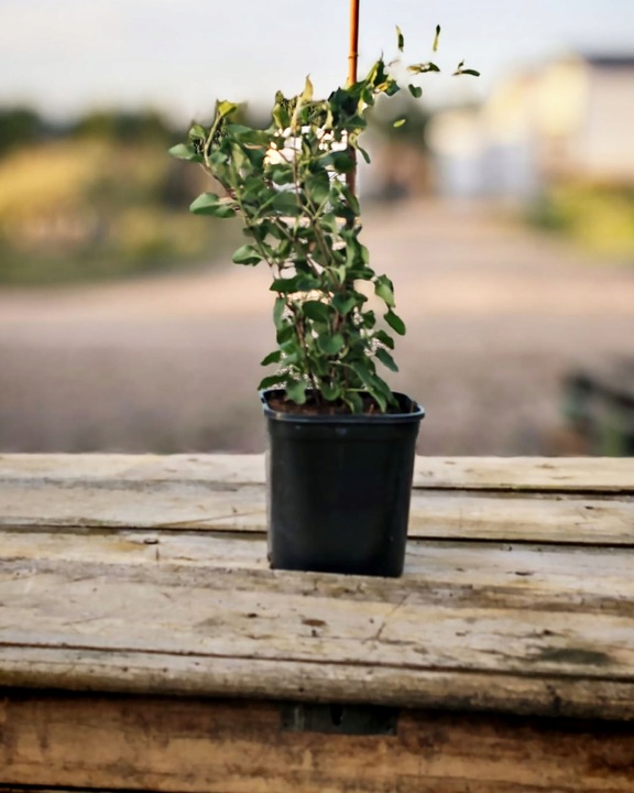 NAJSZYBCIEJ ROSNĄCE PNĄCZE - FALLOPIA ROŚNIE 6 METRÓW NA ROK SADZONKA