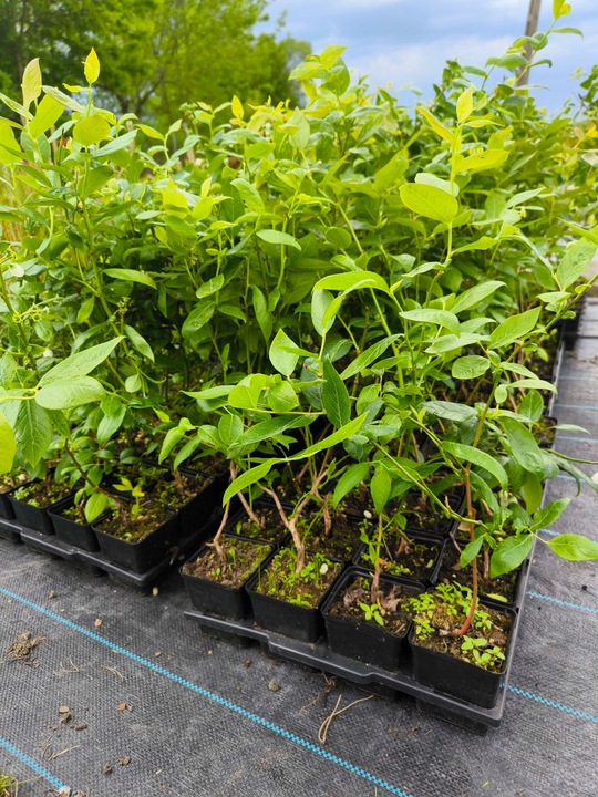 Borówka Amerykańska x6 Najlepiej owocujący zestaw