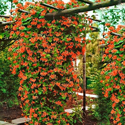 PNĄCZE NA PŁOT, ZIMOZIELONY WICIOKRZEW HENREGO - NIE ZRZUCA LIŚCI NA