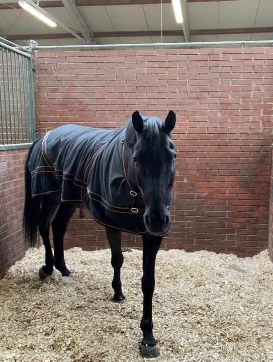 Bezpyłowe trociny ściółka ProBioBED Classic dla gryzoni, koni ODPYLONE 250l