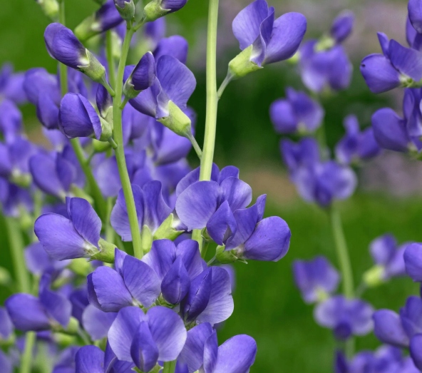 Baptysja Błękitna Bylina DŁUGOWIECZNA Mrozoodporna -35 Stopni Sadzonka