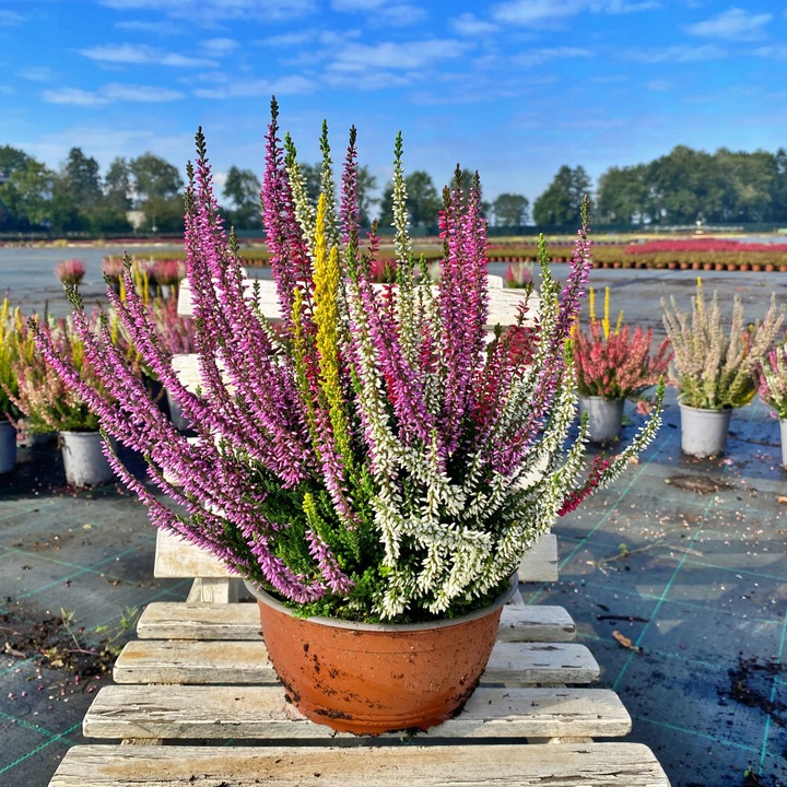 Wrzos Misa Jesienna Kompozycja Czterokolorowa Ładne Kolorowe Donice