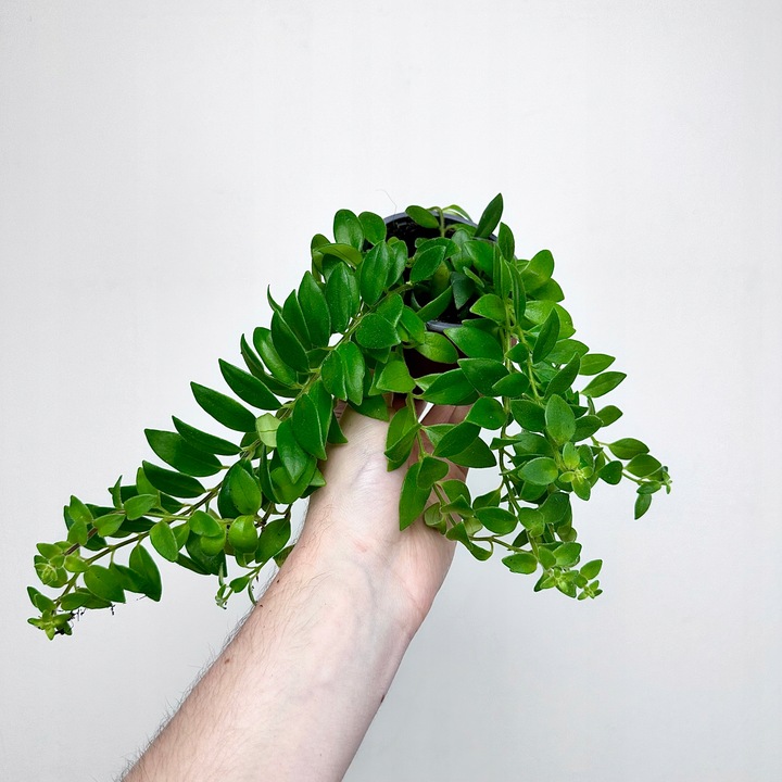 Aeschynanthus Caroline Eszynanthus don.9cm