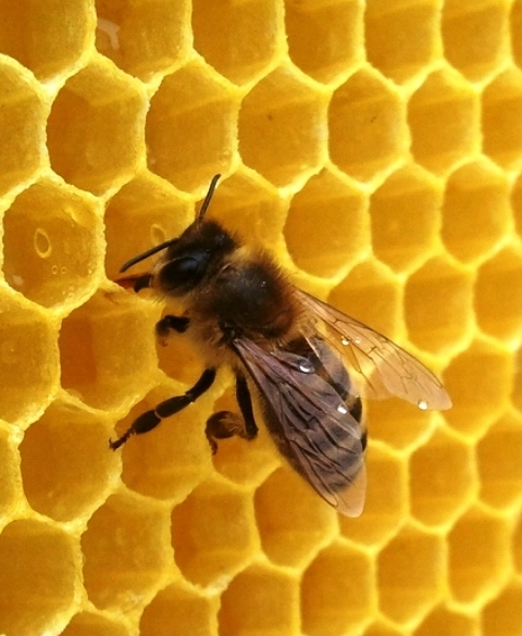 NATURALNA ŚWIECA ŚWIECZKA Z WOSKU PSZCZELEGO 100% WOSK PSZCZELI 11