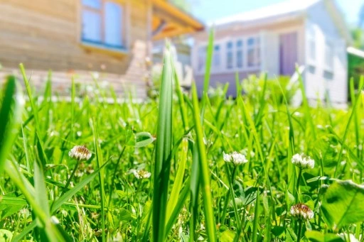 TRAWA MIESZANKA TRAWY z mikrokoniczyną koniczyna 2kg TRAWNIK SAMONAWOŻĄCY