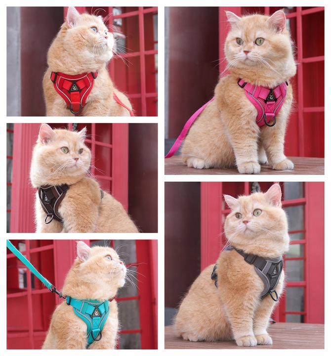 SZELKI BEZUCISKOWE TYPU GUARD + SMYCZ dla KOTA PSA