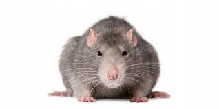 TRUTKA NA SZCZURY MYSZY GRYZONIE KOSTKA MURIBROM BRODIF 1,5KG Trutka