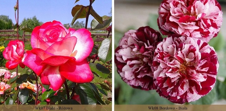 RÓŻA RÓŻE KOLOROWY PAKIET - 12 PACHNĄCYCH RÓŻ