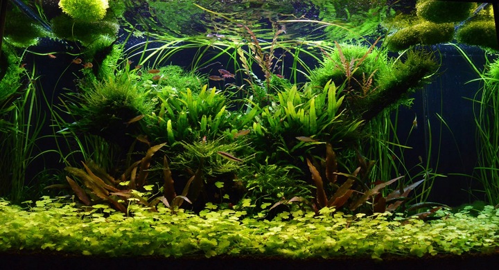 Czarny Piasek Żwirek do Akwarium Naturalny Doskonały dla Roślin 24kg 2-3mm