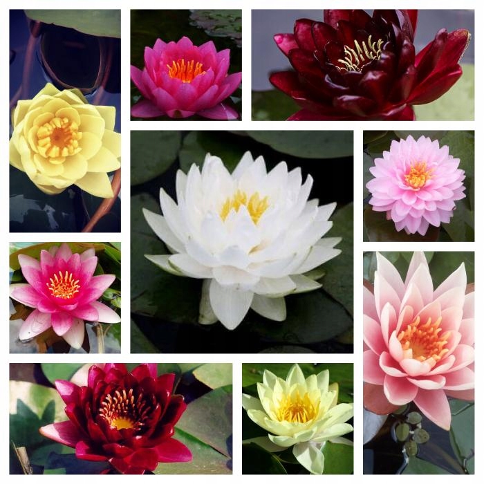 5 x Ślimak do oczka Żyworodka pospolita Filtruje