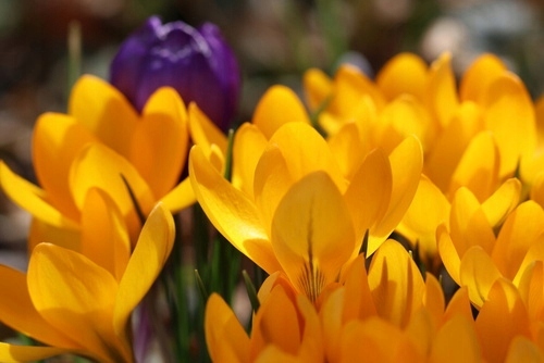 KROKUS cebulki WIOSENNY ŻÓŁTY ROMANCE do donic i gruntu 100 szt. +