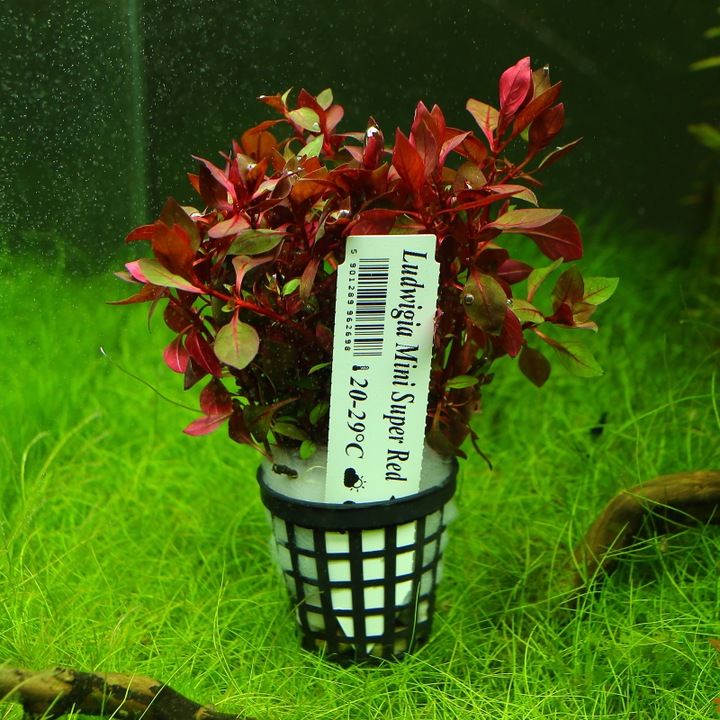 Rośliny do akwarium Ludwigia Mini Super Red XL