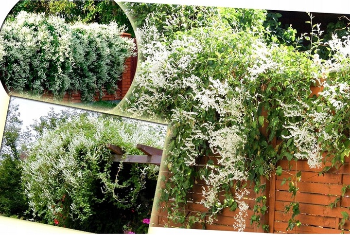 NAJSZYBCIEJ ROSNĄCE PNĄCZE - FALLOPIA ROŚNIE 6 METRÓW NA ROK SADZONKA