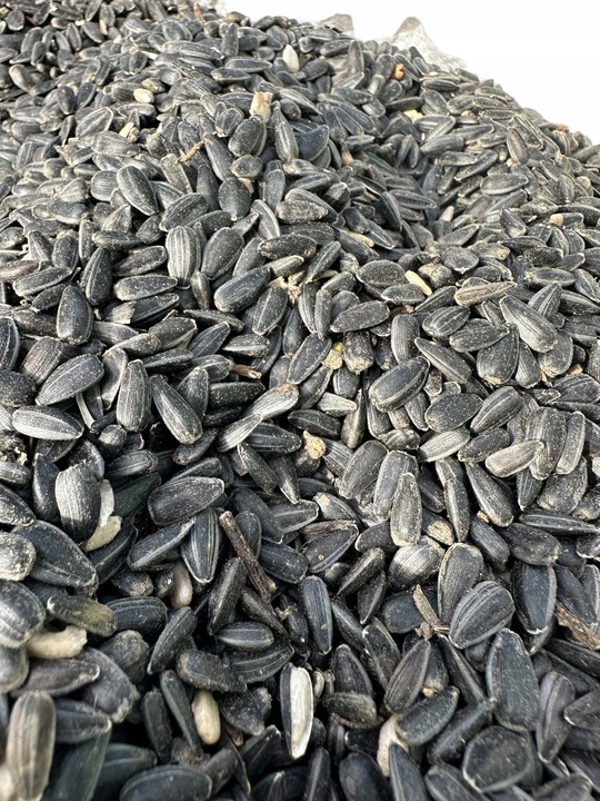 Słonecznik czarny 20 kg